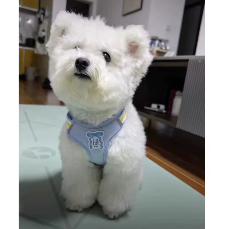 Laisse pour petit chien anti-évasion avec grande sangle de poitrine à nœud, pour promenades avec ours en peluche, laisse pour animaux de compagnie
