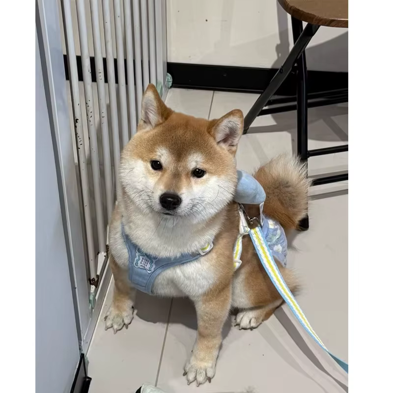 Laisse pour petit chien anti-évasion avec grande sangle de poitrine à nœud, pour promenades avec ours en peluche, laisse pour animaux de compagnie