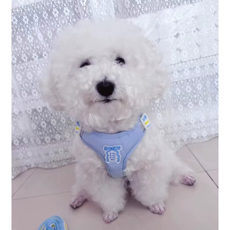 Laisse pour petit chien anti-évasion avec grande sangle de poitrine à nœud, pour promenades avec ours en peluche, laisse pour animaux de compagnie