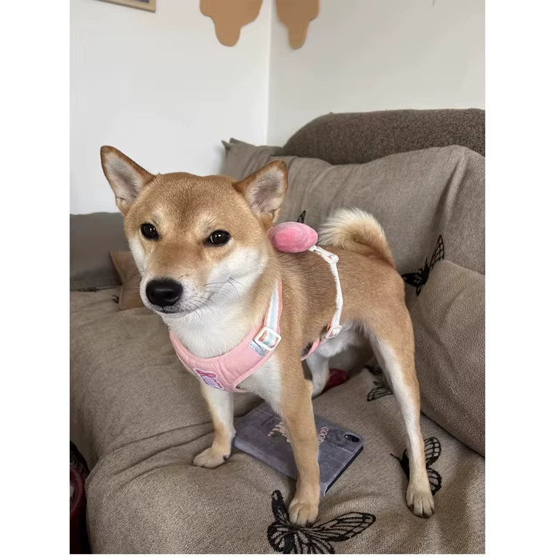 Laisse pour petit chien anti-évasion avec grande sangle de poitrine à nœud, pour promenades avec ours en peluche, laisse pour animaux de compagnie