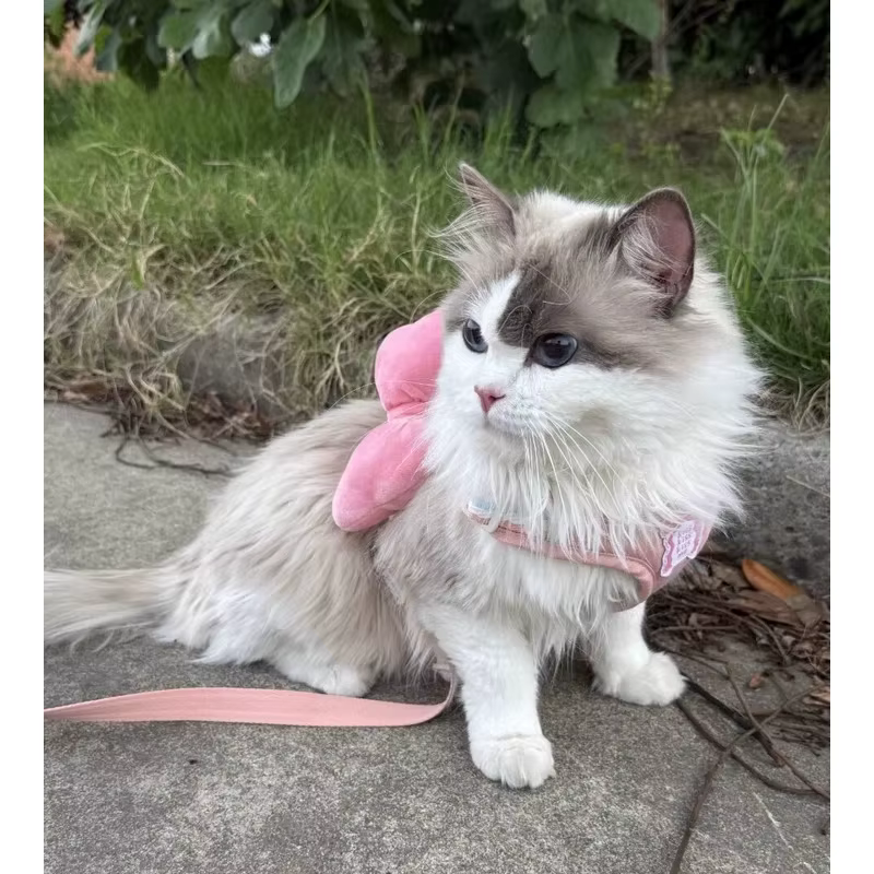 Laisse pour petit chien anti-évasion avec grande sangle de poitrine à nœud, pour promenades avec ours en peluche, laisse pour animaux de compagnie